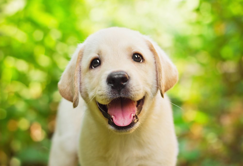 Hond foto Almenum.jpeg